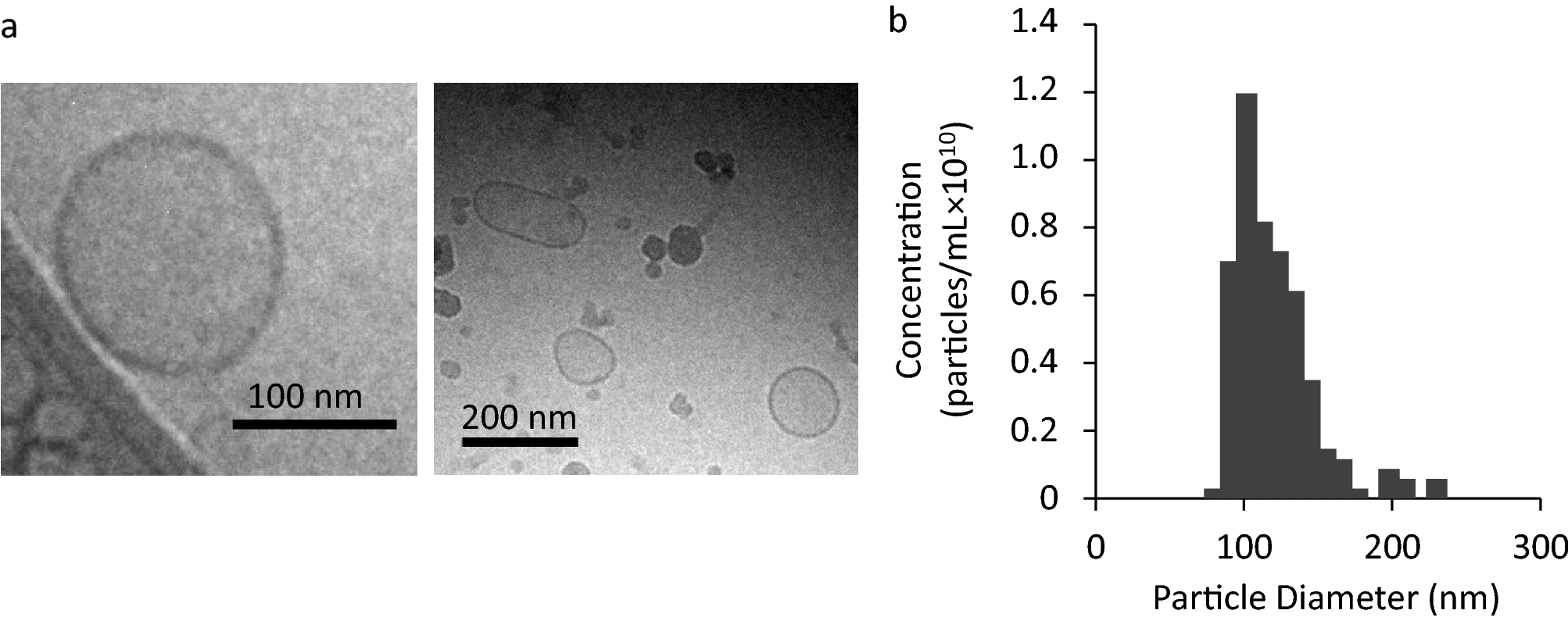 Cryo-TEM and TRPS analysis of grapefruit-derived extracellular vesicles showing morphology and size distribution.